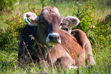 eine braune kuh stier in einer alm wiese liegend, brown cow bull lying in grass in a alp alpine...