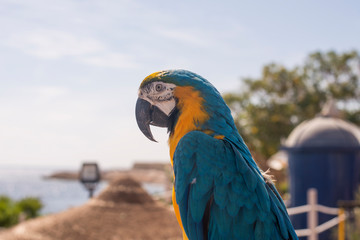 beautiful portrait of a macaw parrot on the background of the sea