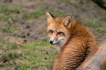 Fototapeta na wymiar Red Fox
