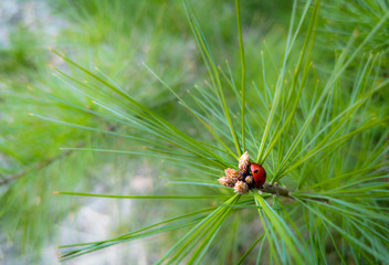 ladybird on a green leaf