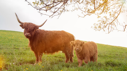 Closeup Portrait of beautiful small brown calf cow on a highland cattle farm with highland cow in background. - obrazy, fototapety, plakaty