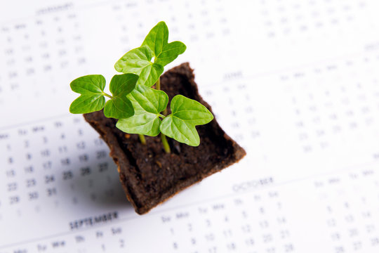 Flower in a peat pot on a calendar background