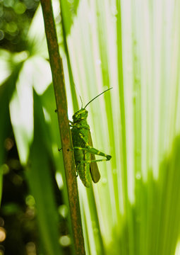 green grasshopper on a leaf Tikal National Park, Guatemala, Central America