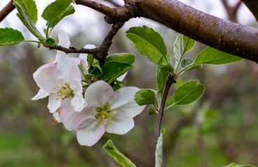 Apple blossom and green leaves, flowering trees in spring.