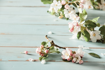 Scattering of fresh pink apple blossom