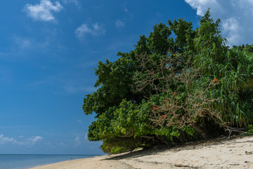 Fototapeta na wymiar Huge lush interesting tree at untouched beach perfect shade under it on hot day seen in Ai island, Maluku, Indonesia