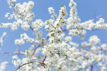 white flower tree on sky background
