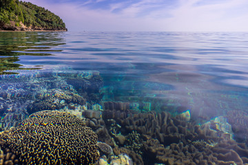 Nice untouched pristine corals seen underwater in Banda Besar island which is perfect diving or...