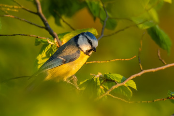 Blue tit (Cyanistes caeruleus) sitting in a bush. Beautiful colourful songbird in evening light with soft green background. Wildlife scene from nature.Czech Republic
