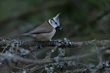 Crested tit (Lophophanes cristatus) sitting on a branch in dark forest. Beautiful songbird with a white crest in the forest. Wildlife scene from nature.Czech Republic