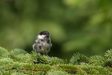 Coal tit (Periparus ater) sitting on a tip of a branch in the forest. Small songbird with black cap singing from a pine tree with soft green background. Wildlife scene from nature. Czech Republic