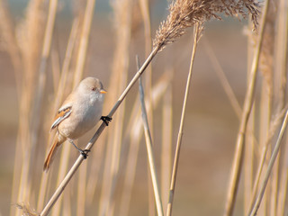 Bearded Tit (Panurus biarmicus) sitting in reeds. Female Bearded Reedling, detailed portrait of a small songbird living in reeds near lakes. Wildlife scene from nature. Czech Republic
