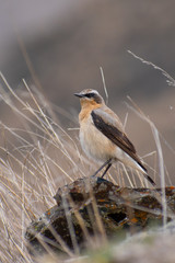 Northern Wheatear (Oenanthe oenanthe) standing in the low grass. Small songbird with white stripe on its head and brown back on a soft background. Wildlife scene from nature. Georgia