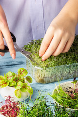 Girl cuts young mustard sprouts for making salad. Great food, healthy veggie snack. Small home garden with micro green