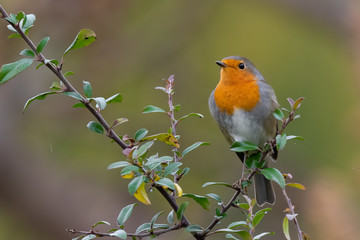 Eurasian robin (Erithacus rubecula) sitting on a branch with nice soft background. Cute songbird with orange throat. Wildlife scene from nature. Czech Republic