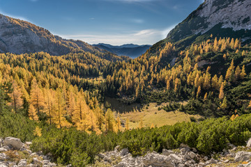 Lärchen, Gebirge, Herbst