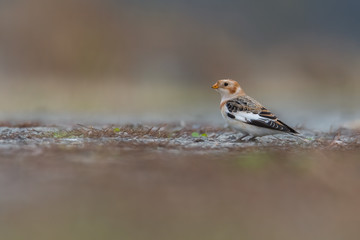 Snow bunting (Plectrophenax nivalis) sitting on a rock and resting during migration. Beautiful songbird in its habitat. Portrait of a cute bird from far north. Czech Republic