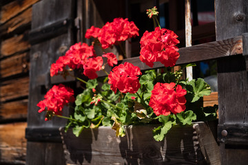 red flowers at wooden hut