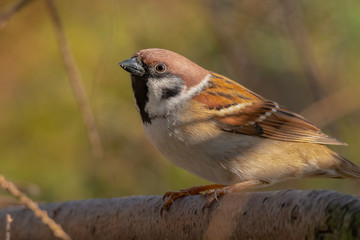 Eurasian tree sparrow (Passer montanus) feeding in the grass. Beautiful songbird in golden colours. Czech Republic