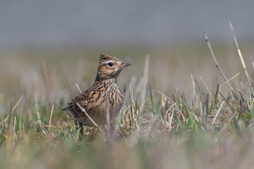 Eurasian Skylark (Alauda arvensis) standing in low grass. Beautiful songbird from meadows a fields. Georgia