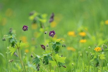 spring meadow with flowers