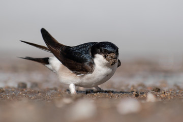 Common House Martin (Delichon urbicum) collectin matrial for buildling its nest. Small bird with mud in its beak. Wildlife scene from nature. Czech Republic