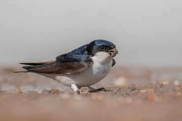 Common House Martin (Delichon urbicum) collectin matrial for buildling its nest. Small bird with mud in its beak. Wildlife scene from nature. Czech Republic