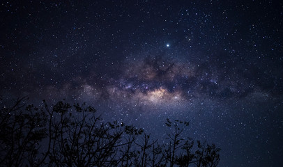 Remarkable moment of milky way galaxy and thousands of stars in the night sky above bushes or trees shot in Sumbawa