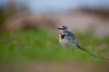 White wagtail (Motacilla alba) sitting in the grass on a muddy hill. Cute songbird in brown environment. Wildlife scene from nature. Czech Republic