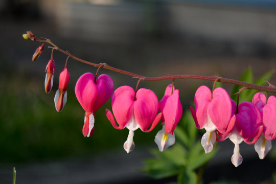 Close-up Of Bleeding Heart Flowers Blooming In Park