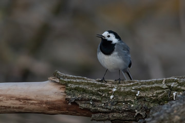 White Wagtail (Motacilla alba) standing on a log and feeding. Cute songbird on a beautiful lake with dark background. Czech Republic