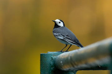 White Wagtail (Motacilla alba) standing on a pole. Cute songbird on a beautiful lake with colorful background. Czech Republic