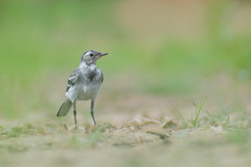 White Wagtail (Motacilla alba) standing in grassy mud and feeding. Cute songbird on a beautiful lake with colorful background. Czech Republic