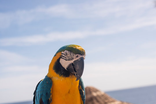 portrait of a blue-and-yellow macaw parrot against the sky