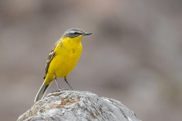 Naklejka premium Yellow Wagtail (Motacilla flava) sitting on a rock in the mountains. Beautiful yellow and grey songbird with soft grey background. Georgia