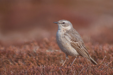 Water Pipit (Anthus spinoletta) standing in the red moss. Beautiful songbird in red environment. Czech Republic