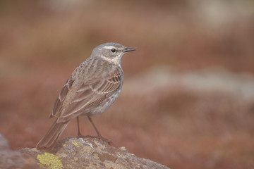 Water Pipit (Anthus spinoletta) standing in the red moss. Beautiful songbird in red environment. Czech Republic