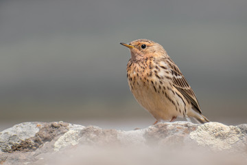 Red-thorated Pipit (Anthus cervinus) sitting on a rock. Beautiful red throated bird in front of a mountain lake. Wildlife scene from nature.Georgia