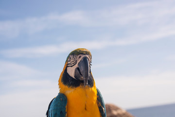 portrait of a blue-and-yellow macaw parrot against the sky