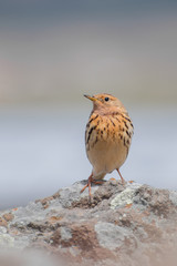 Red-thorated Pipit (Anthus cervinus) sitting on a rock. Beautiful red throated bird in front of a mountain lake. Wildlife scene from nature.Georgia