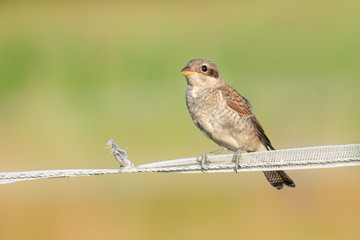 Juvenile Red-backed Shrike (Lanius collurio) perched on a wire. Cute songbird in evening golden light with soft background. Czech Republic