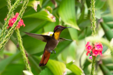 Fototapeta na wymiar A Ruby Topaz hummingbird hovering in a Vervain patch