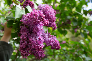 bright beautiful blooming lilac in the spring for your background or wallpaper