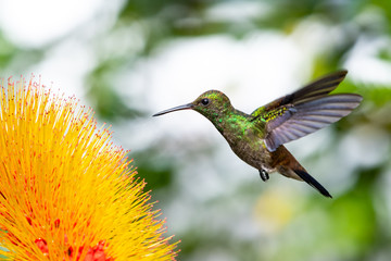 Naklejka na ściany i meble A juvenile Copper-rumped hummingbird feeding on the tropical Combretum (Monkey Brush) plant.