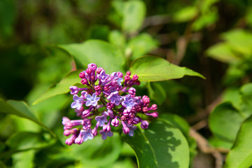 bright beautiful blooming lilac in the spring for your background or wallpaper