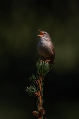 Eurasian wren (Troglodytes troglodytes) sitting on a perch in the forest. Tiny brown songbird in its habitat. Wildlife scene from nature. Czech Republic