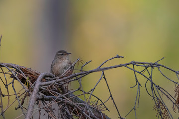Eurasian wren (Troglodytes troglodytes) sitting on a perch in the forest. Tiny brown songbird in its habitat. Wildlife scene from nature. Czech Republic