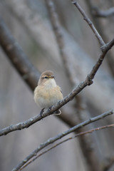 Caucasian Chiffchaff (Phylloscopus lorenzii) perched on a branch. Cute rare songbird in Caucasus. Mountain Chiffchaff subspecies. Georgia