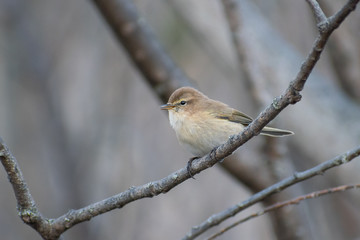 Caucasian Chiffchaff (Phylloscopus lorenzii) perched on a branch. Cute rare songbird in Caucasus. Mountain Chiffchaff subspecies. Georgia