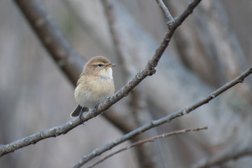 Caucasian Chiffchaff (Phylloscopus lorenzii) perched on a branch. Cute rare songbird in Caucasus. Mountain Chiffchaff subspecies. Georgia